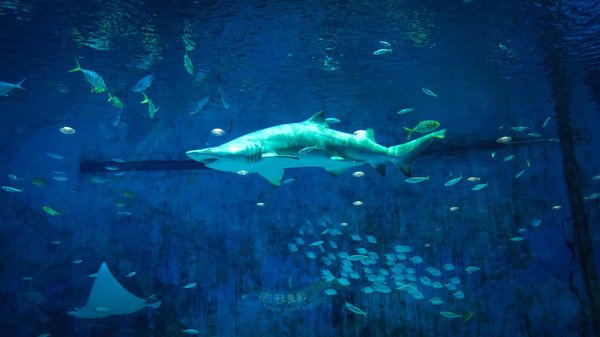 Où trouver les meilleures expériences de plongée avec les requins aux Bahamas ?