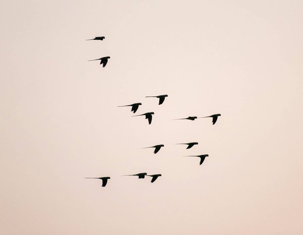 Quelles sont les meilleures pratiques pour observer les oiseaux migrateurs au Cap-Vert ?